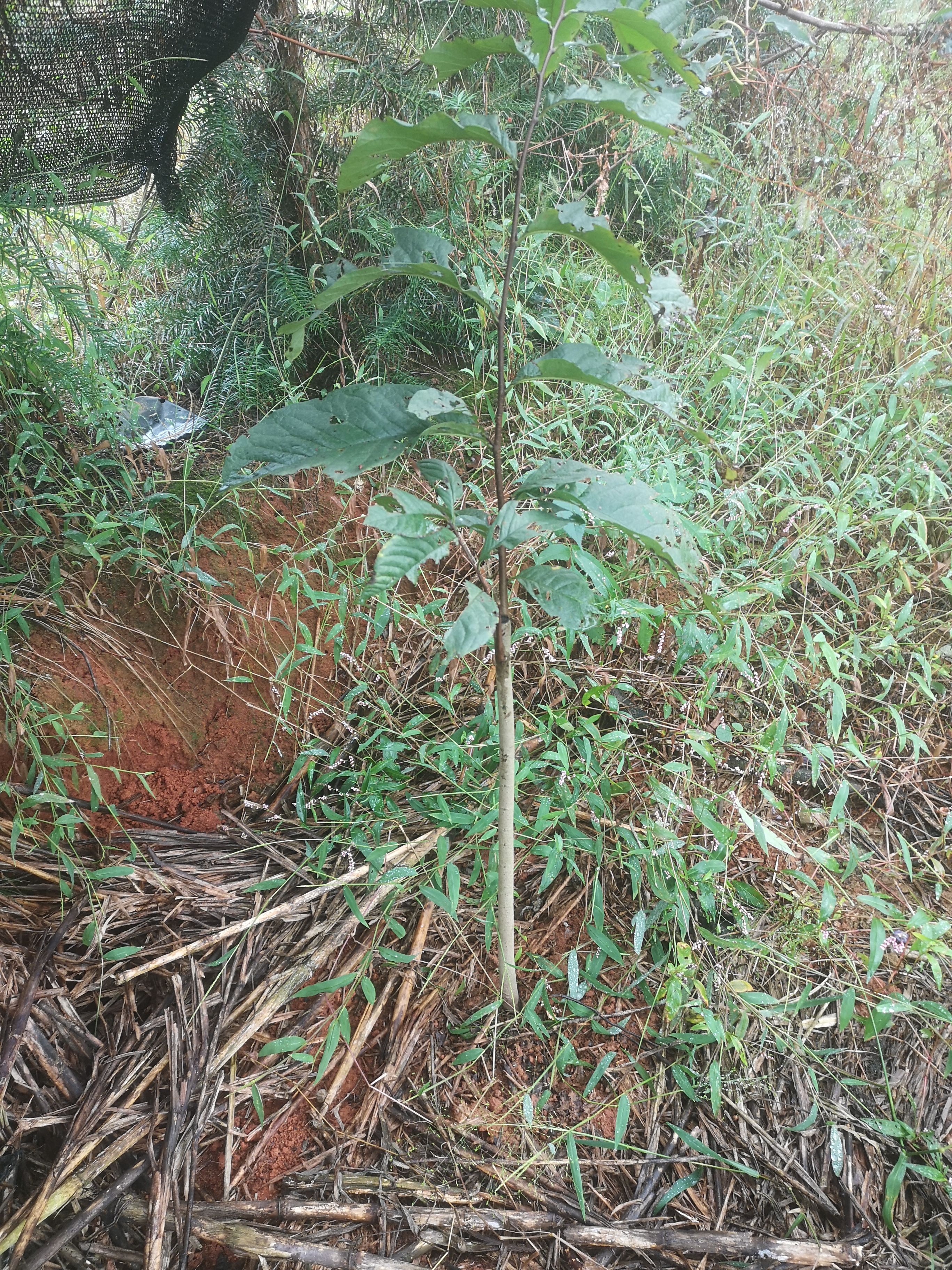 菲油果苗 湖南泡泡果树苗水果新品种泡泡果