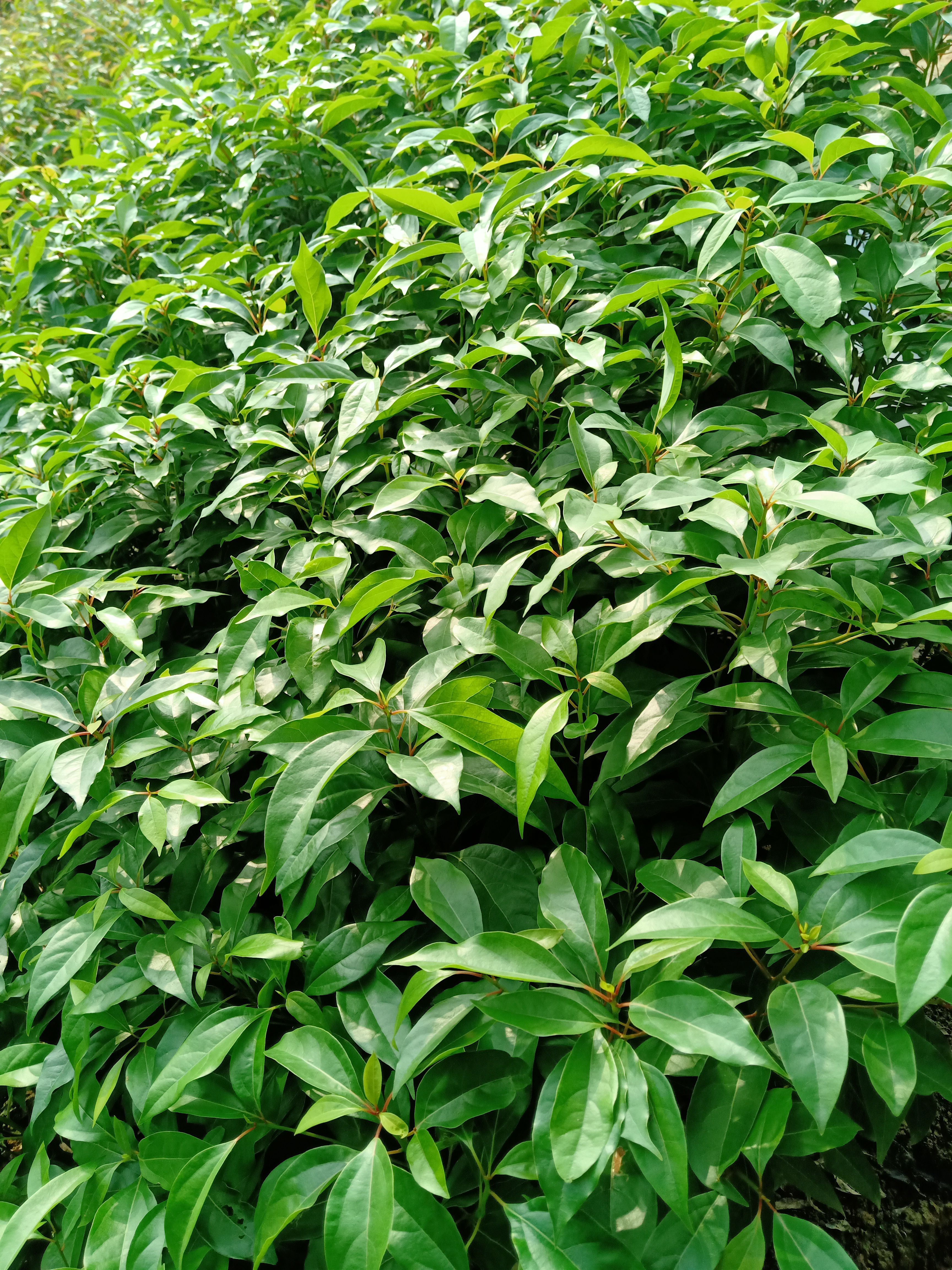  香樟，香樟，香樟小杯苗