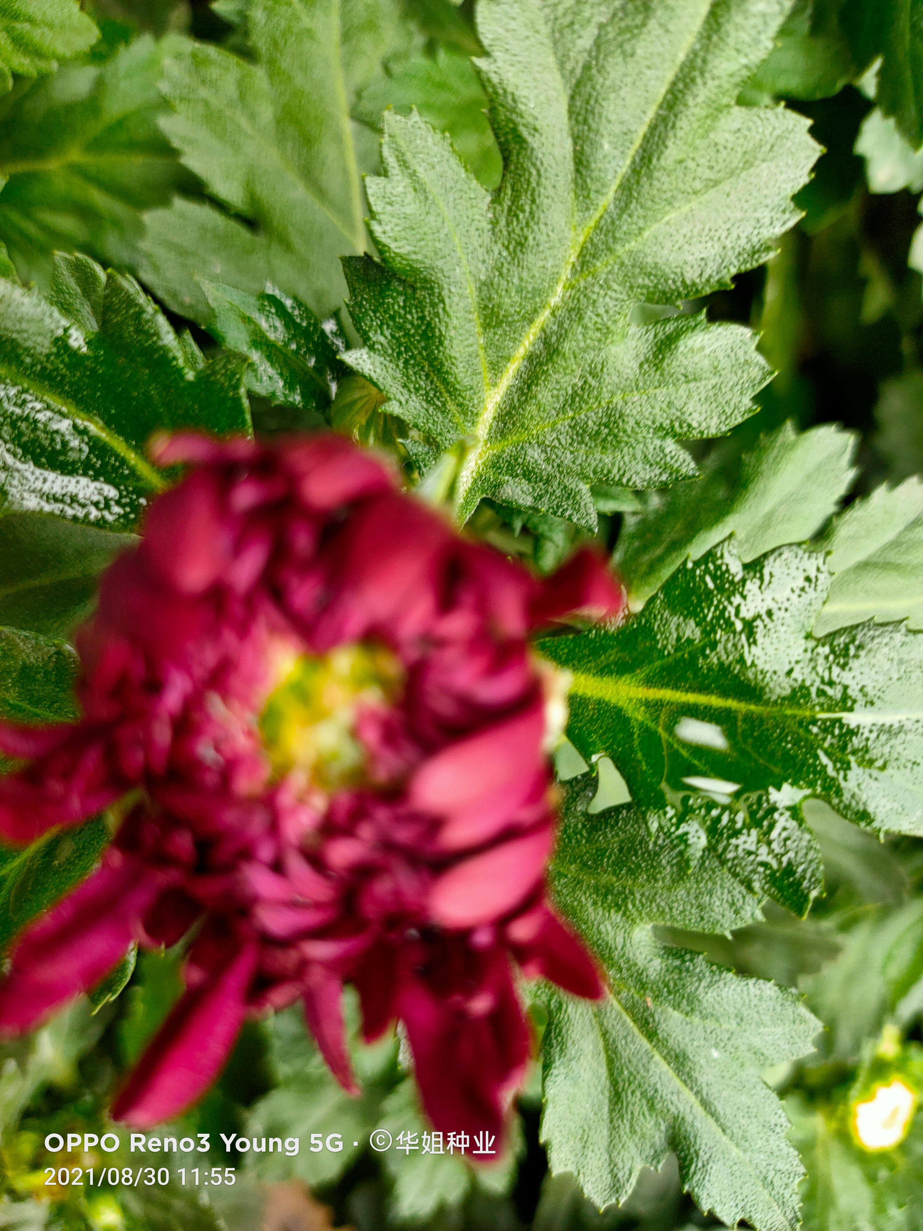 皇冠菊苗  菊花苗四季開花菊花盆栽地栽重生苗室內(nèi)外陽臺好養(yǎng)耐