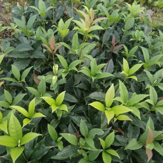 腾冲市桂花树  桂花