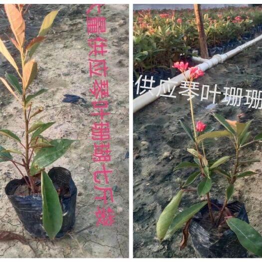 南宁 大量供应琴叶珊瑚