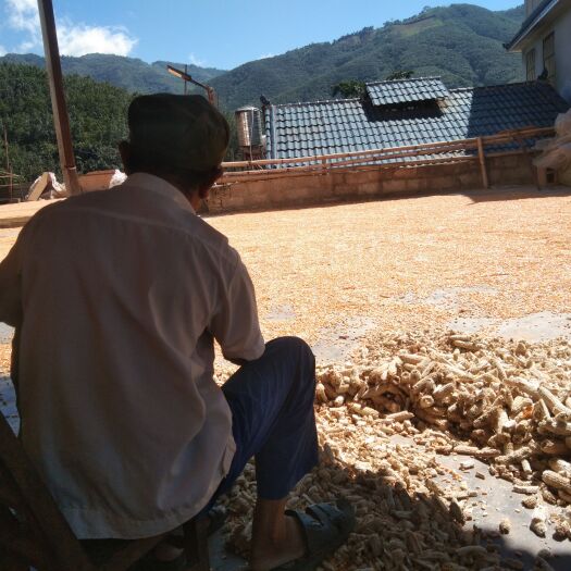 镇康县黄玉米粒 云南玉米  干玉米粒
