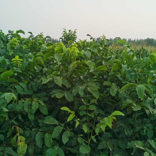 昌乐县薄皮核桃苗 核桃苗纸皮核桃
