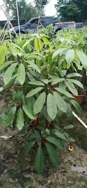 南宁澳洲鸭脚木 