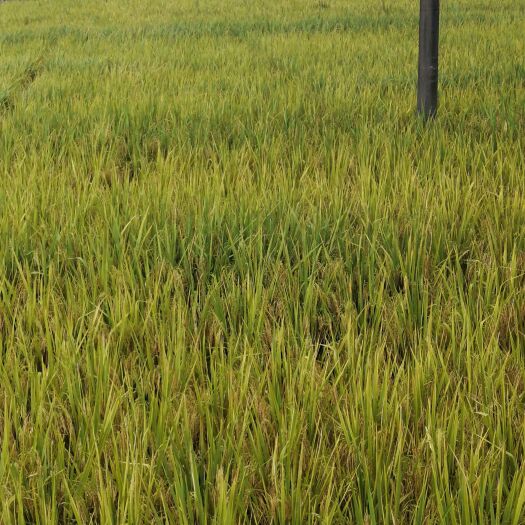 杂交稻 缅甸水稻按吨位发货（宫廷水稻）
