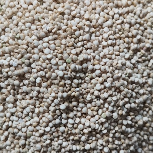 临沂藜麦，三色藜麦，白藜麦，红藜麦，黑藜麦