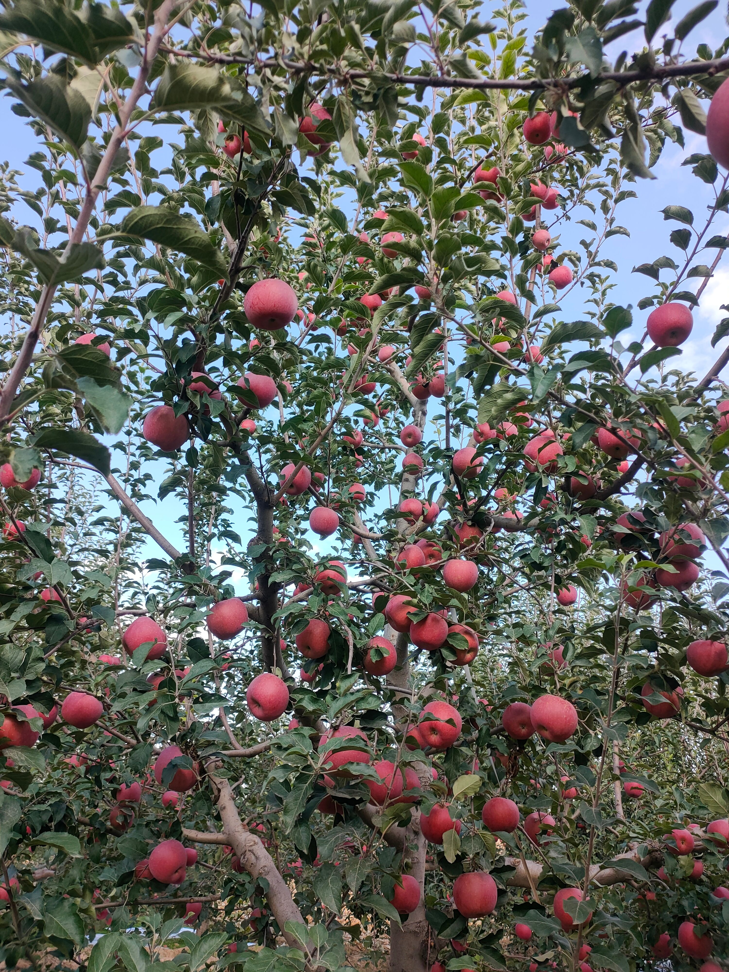 供应冰糖心红富士苹果