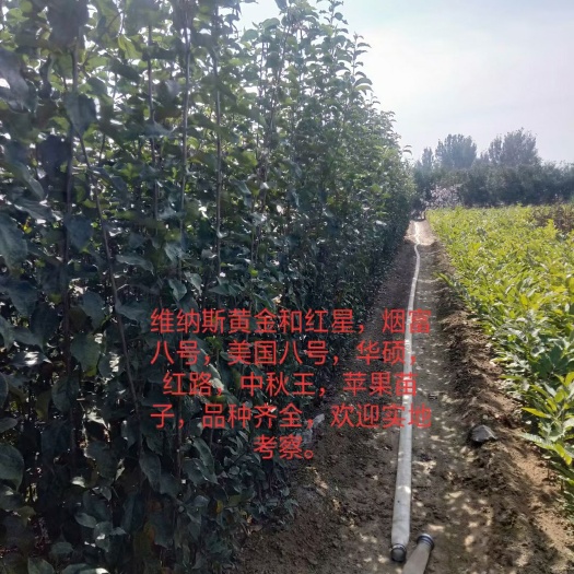 众成一号苹果树苗  众成1号苹果苗，烟富八，美国八号，鲁丽，