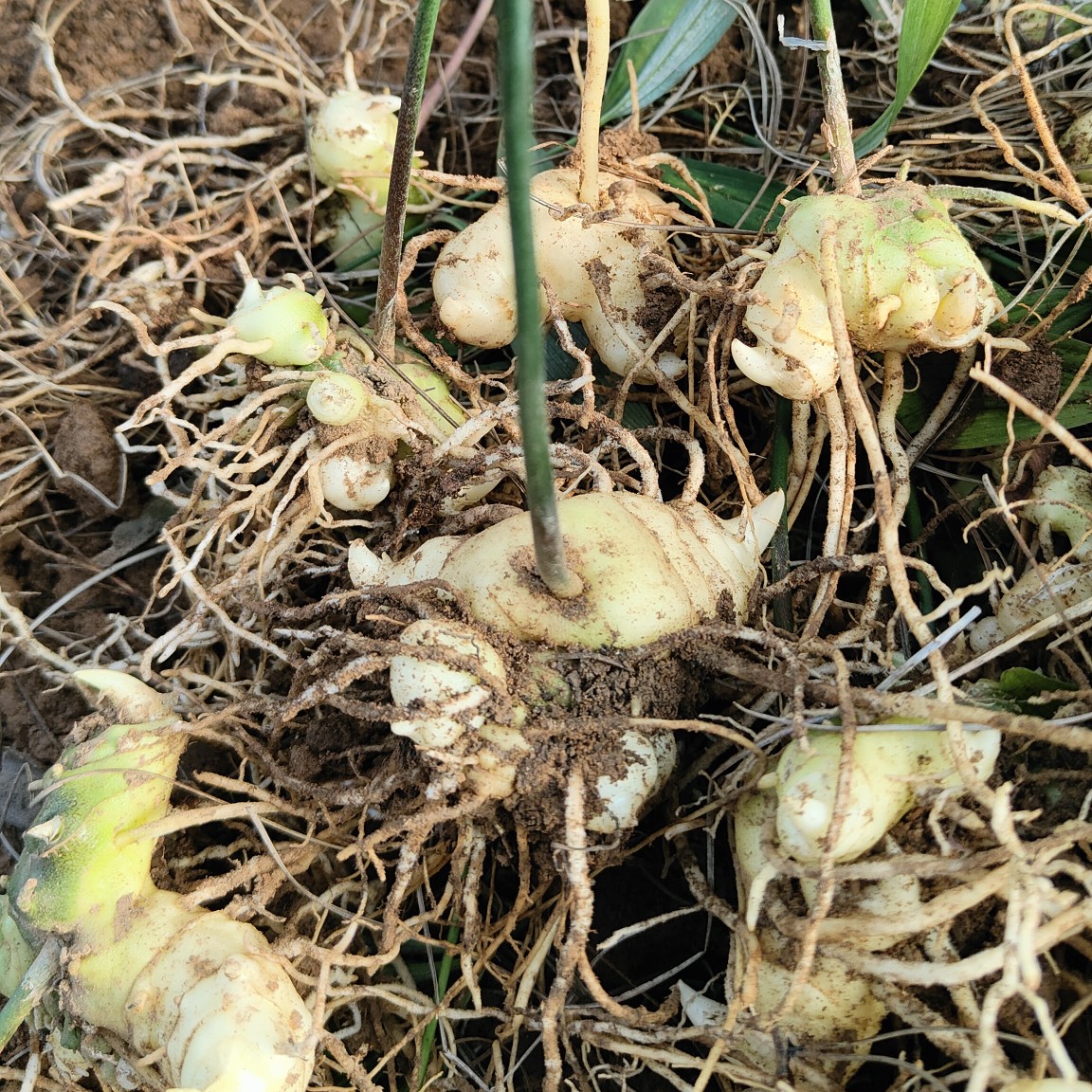 黄精种苗 滇黄精2年苗  包种植技术  包回收