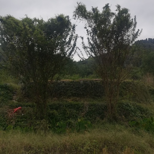 灌阳县阿波罗紫薇 丛生紫微