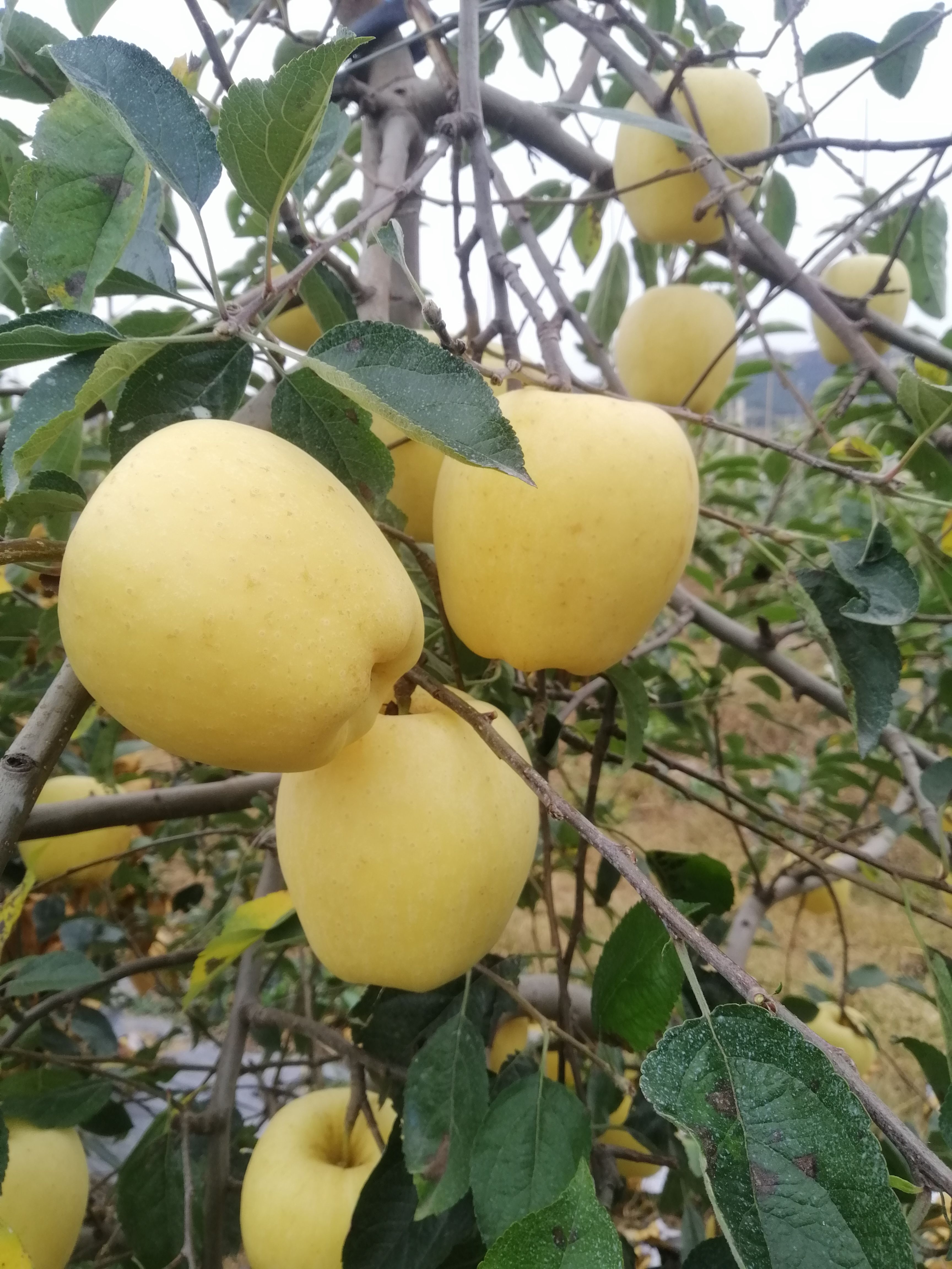 泰安维纳斯黄金苹果苗，矮化维纳斯黄金，新品种苹果苗