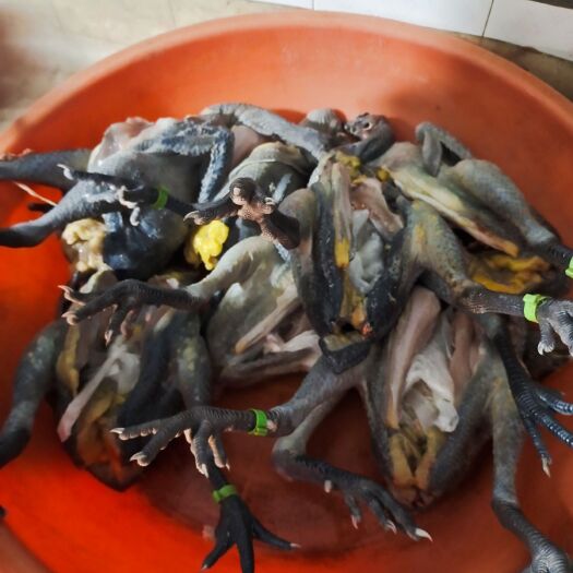 重庆市 散养粮食土鸡