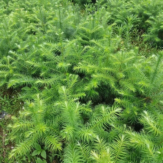 杉树苗，杉木苗，木质好适合荒山造林