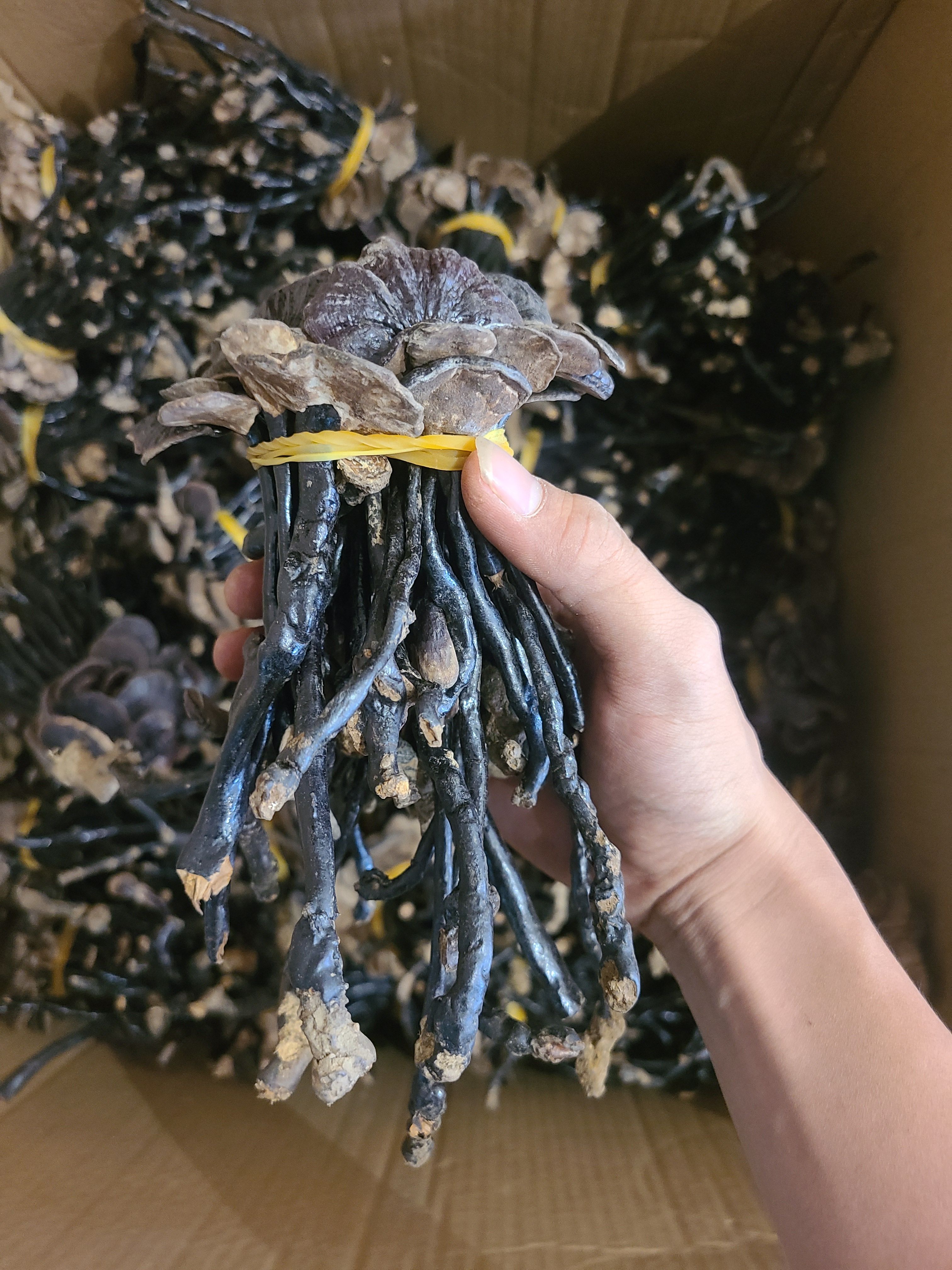 竹灵芝 竹灵芝正品无硫