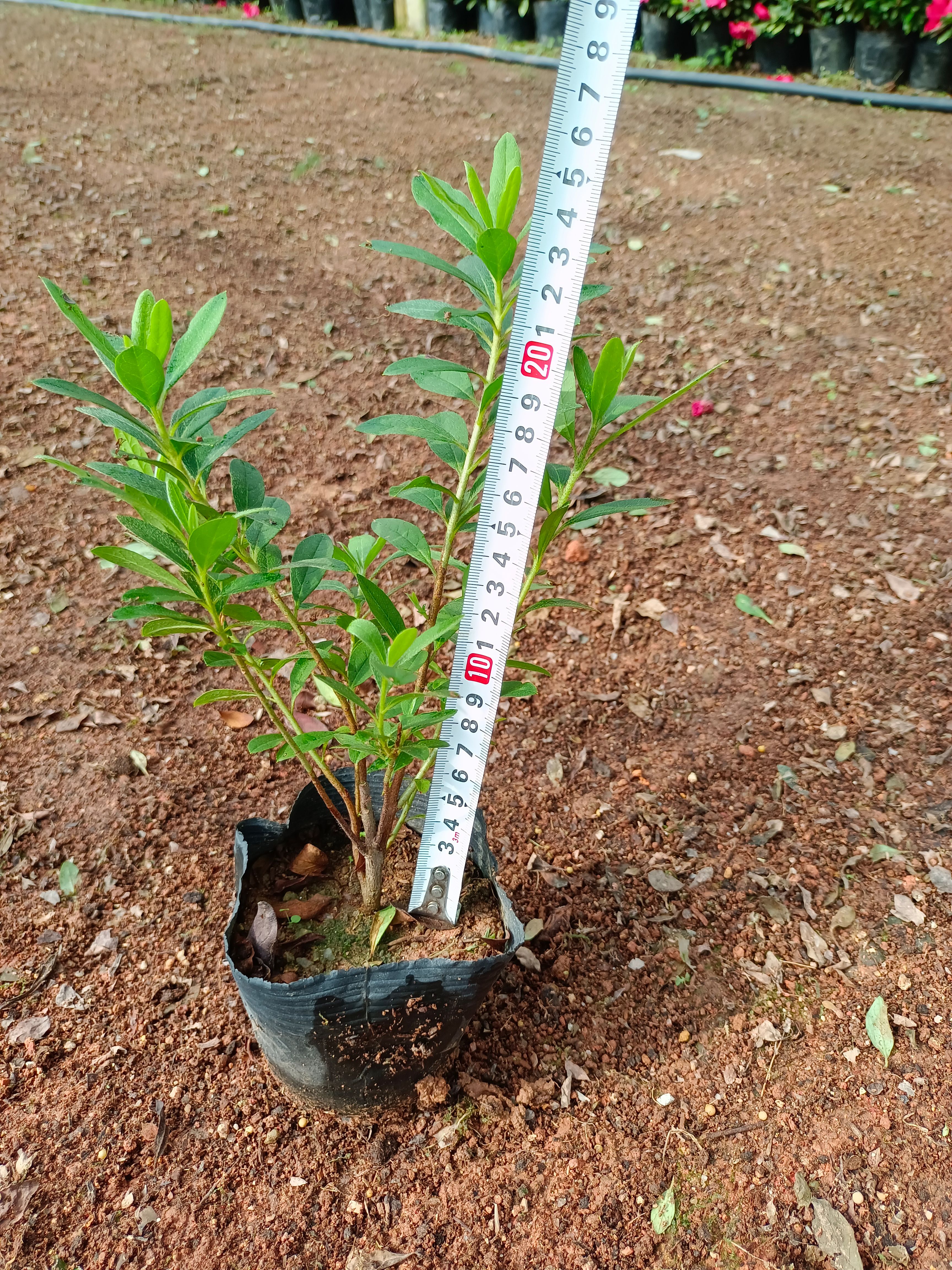 绿化工程苗杜鹃杜鹃花苗 杜鹃小苗 毛杜鹃 春鹃小苗 映山紅