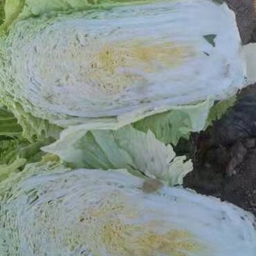 喀喇沁旗黄心大白菜 北京3号大白菜