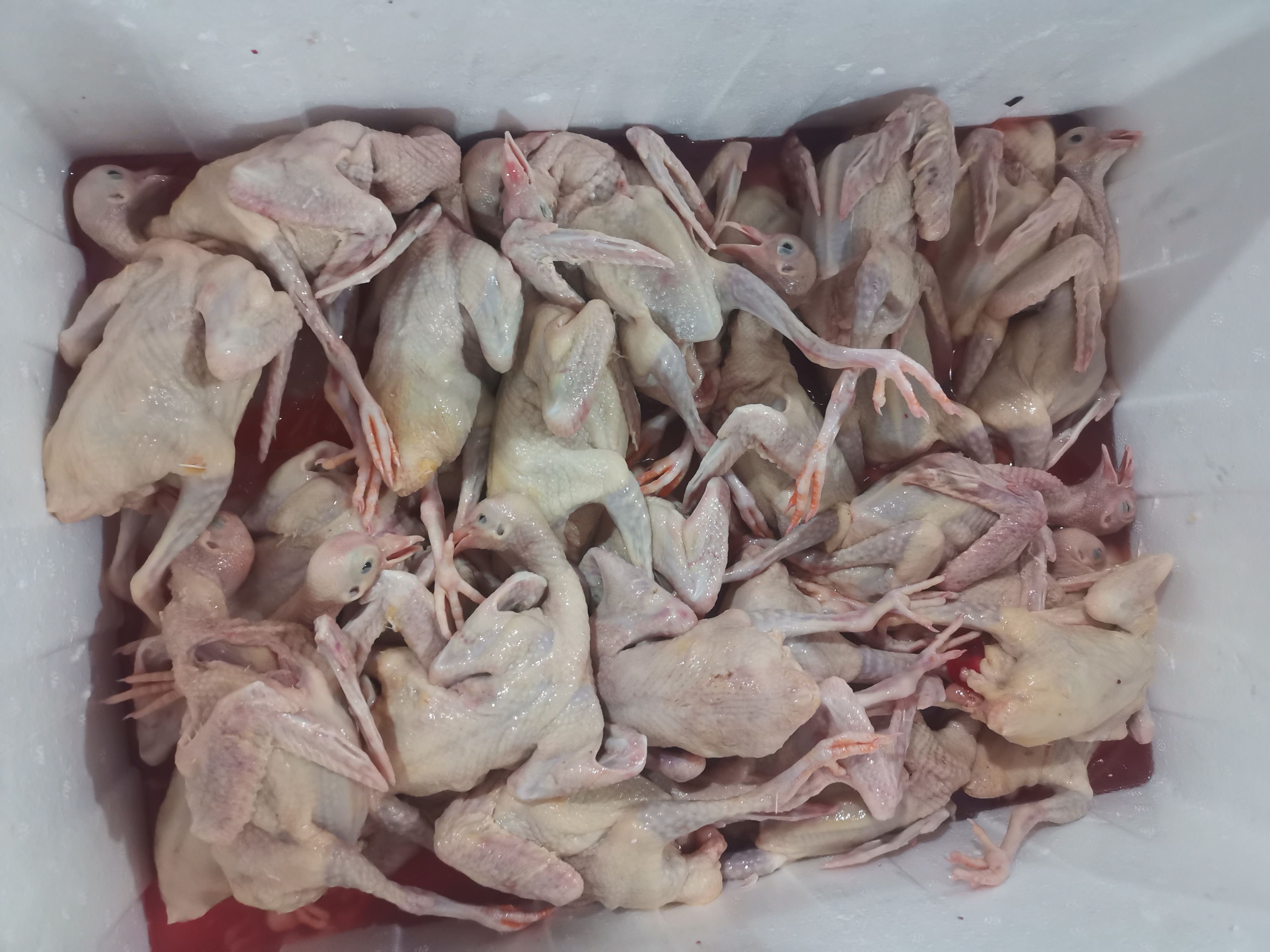精品乳鸽，鸽冰鲜乳， 品质保障，养殖基地可实地考察