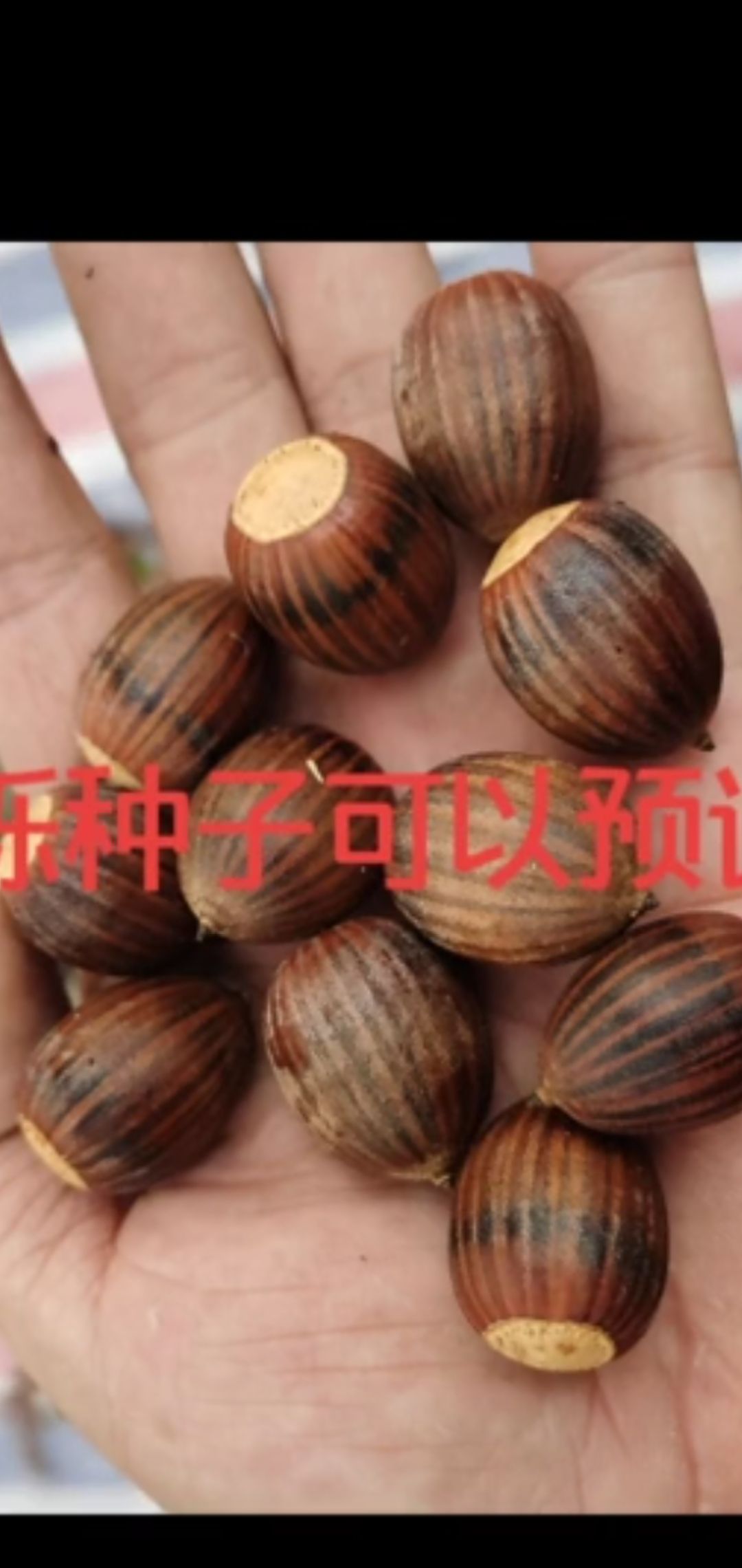 橡树种子 新优北美纳塔栎种子，种子数量不多了