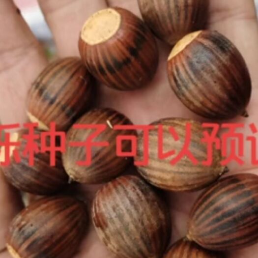 橡树种子 新优北美纳塔栎种子，种子数量不多了