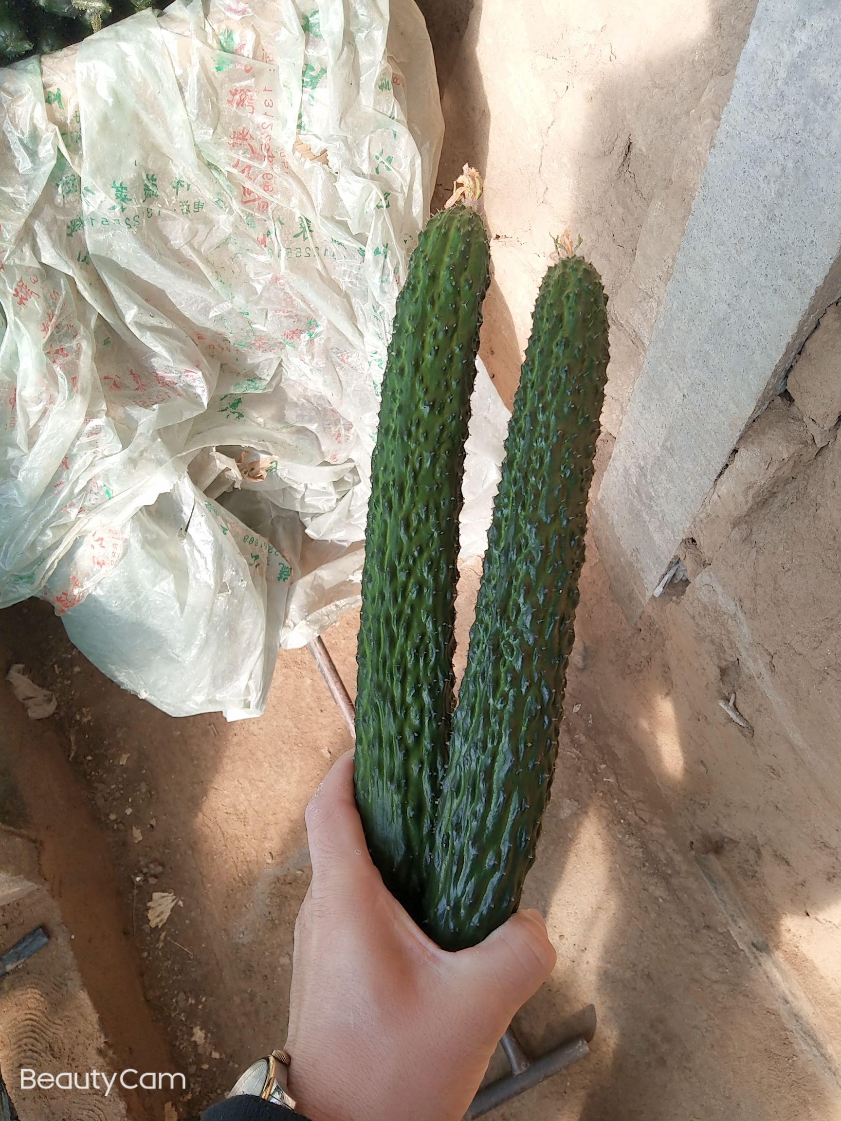 黄瓜种苗  精品黄瓜苗