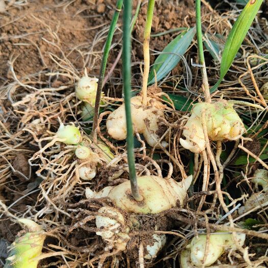 黄精种苗 滇黄精2年苗  包种植技术  包回收