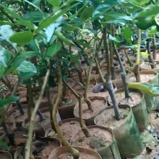 漳州香水柠檬苗  香水柠檬