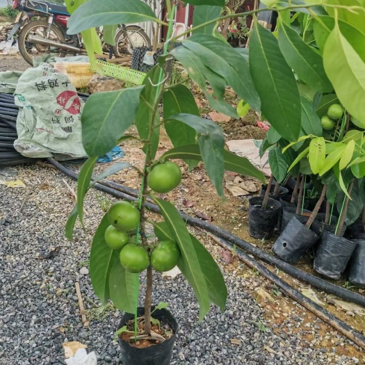 灵山县黑柿苗 巧克力布丁 带土带叶发货广西苗圃直销 可以发快递包邮