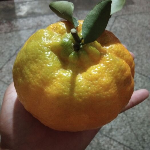 椪柑桔已经上市，欢迎各位老板联系，颜色，果形，口感，样样过