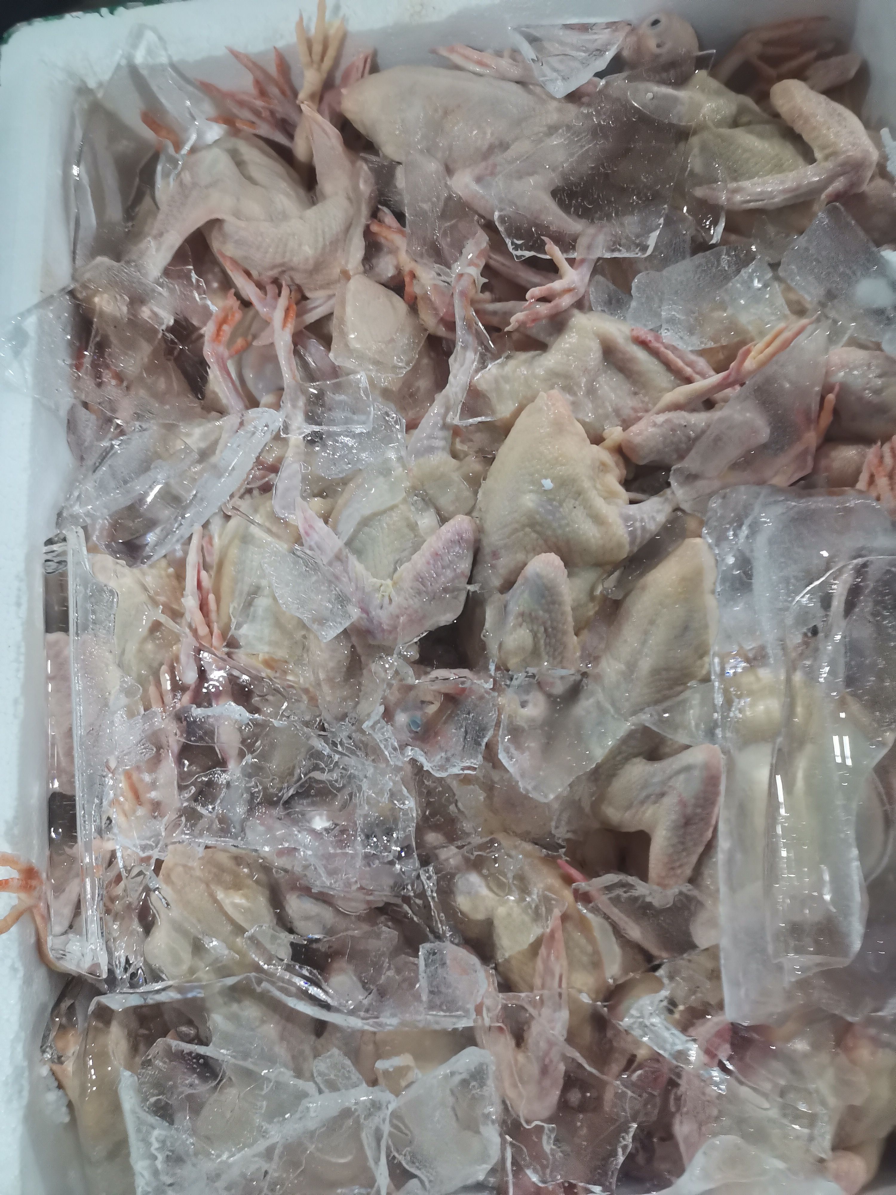 精品乳鸽，鸽冰鲜乳， 品质保障，养殖基地可实地考察