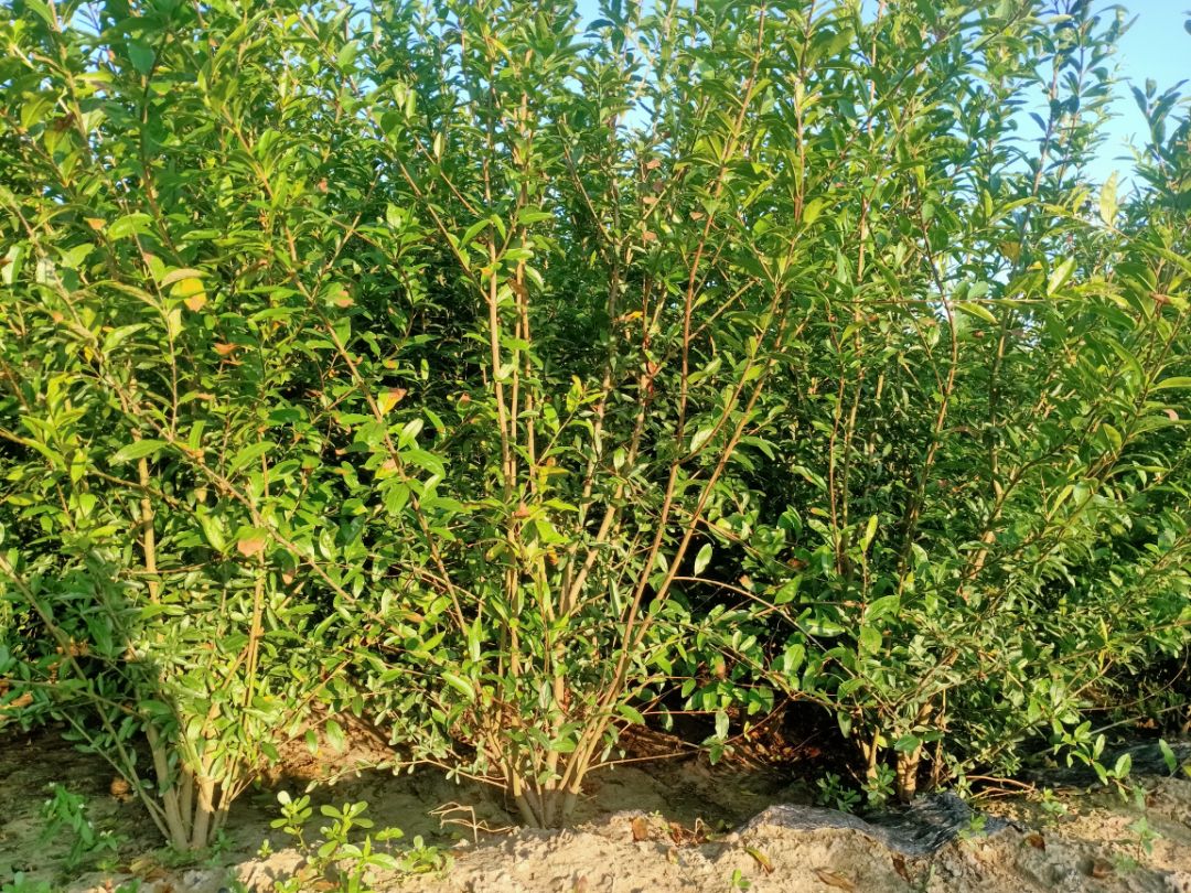花石榴苗 丛生石榴退林还耕清地处理