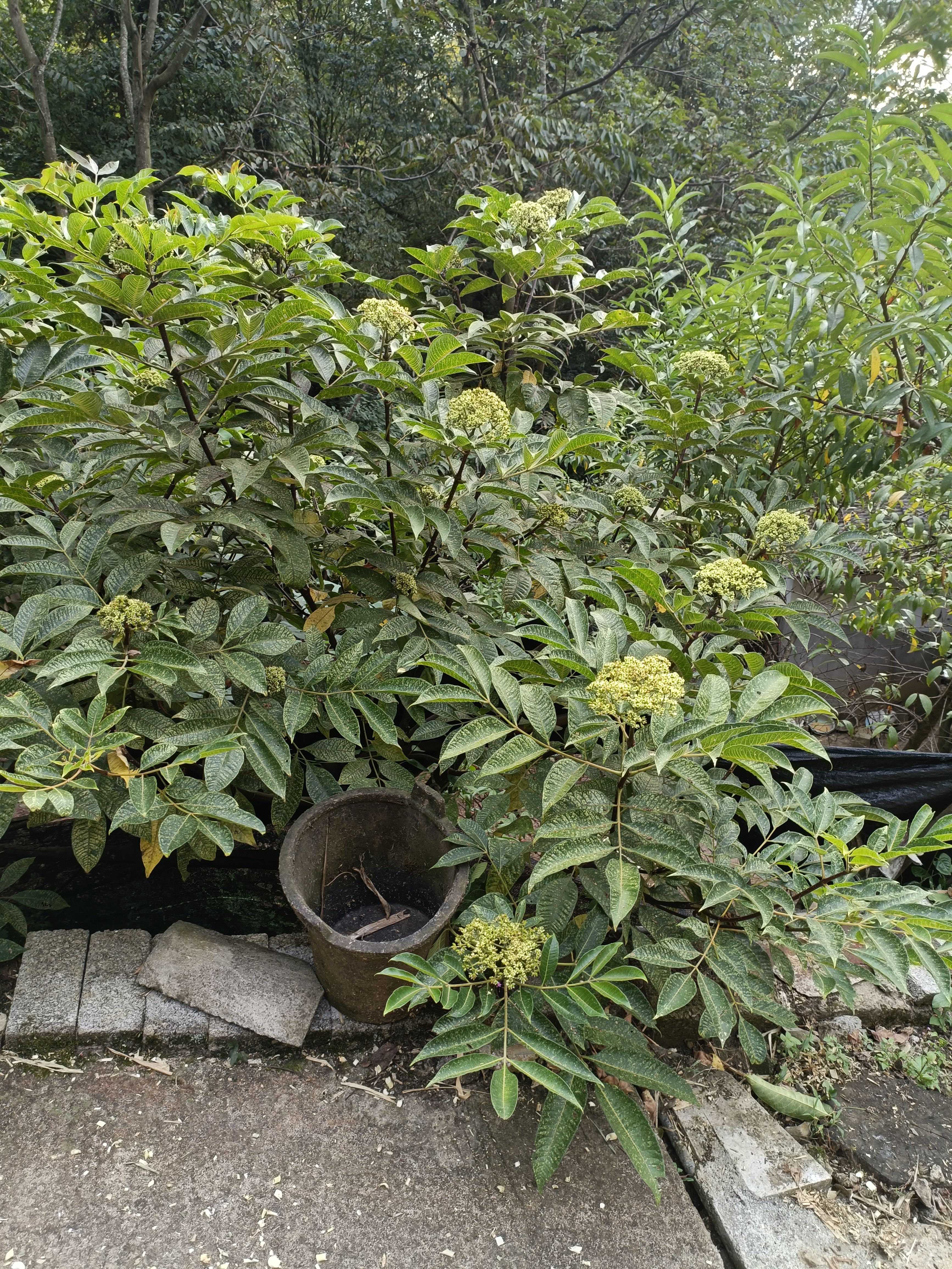 吴茱萸干货 太阳自然晒干 1斤起发货 数量有限先到先
