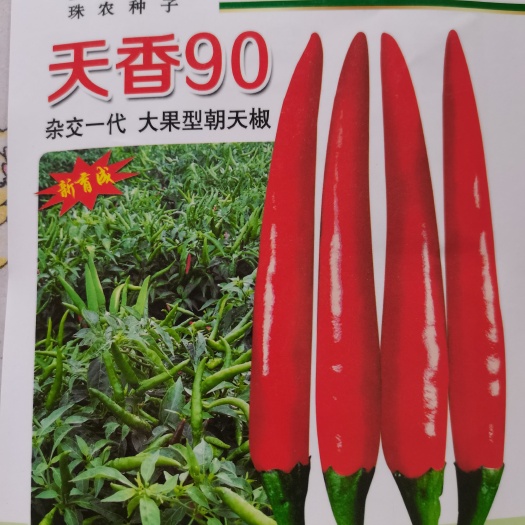 商丘朝天椒种子  大果天香90，辣椒种子