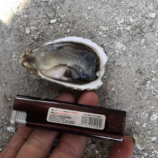 诏安县珍珠蚝  开好的蚝肉