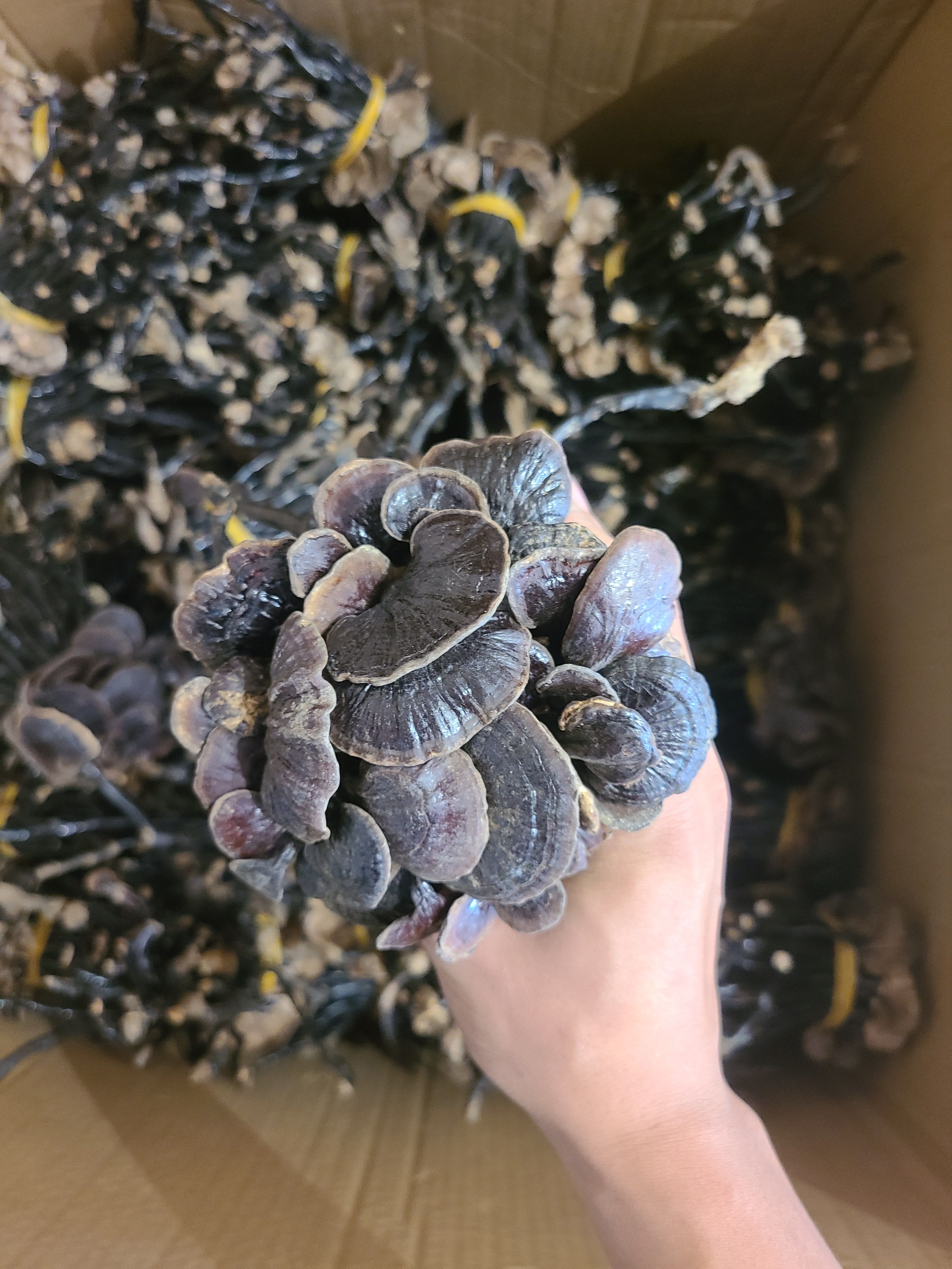 竹灵芝 竹灵芝正品无硫
