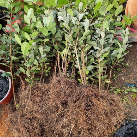 会同县菲油果苗 菲油果2年苗批发零售