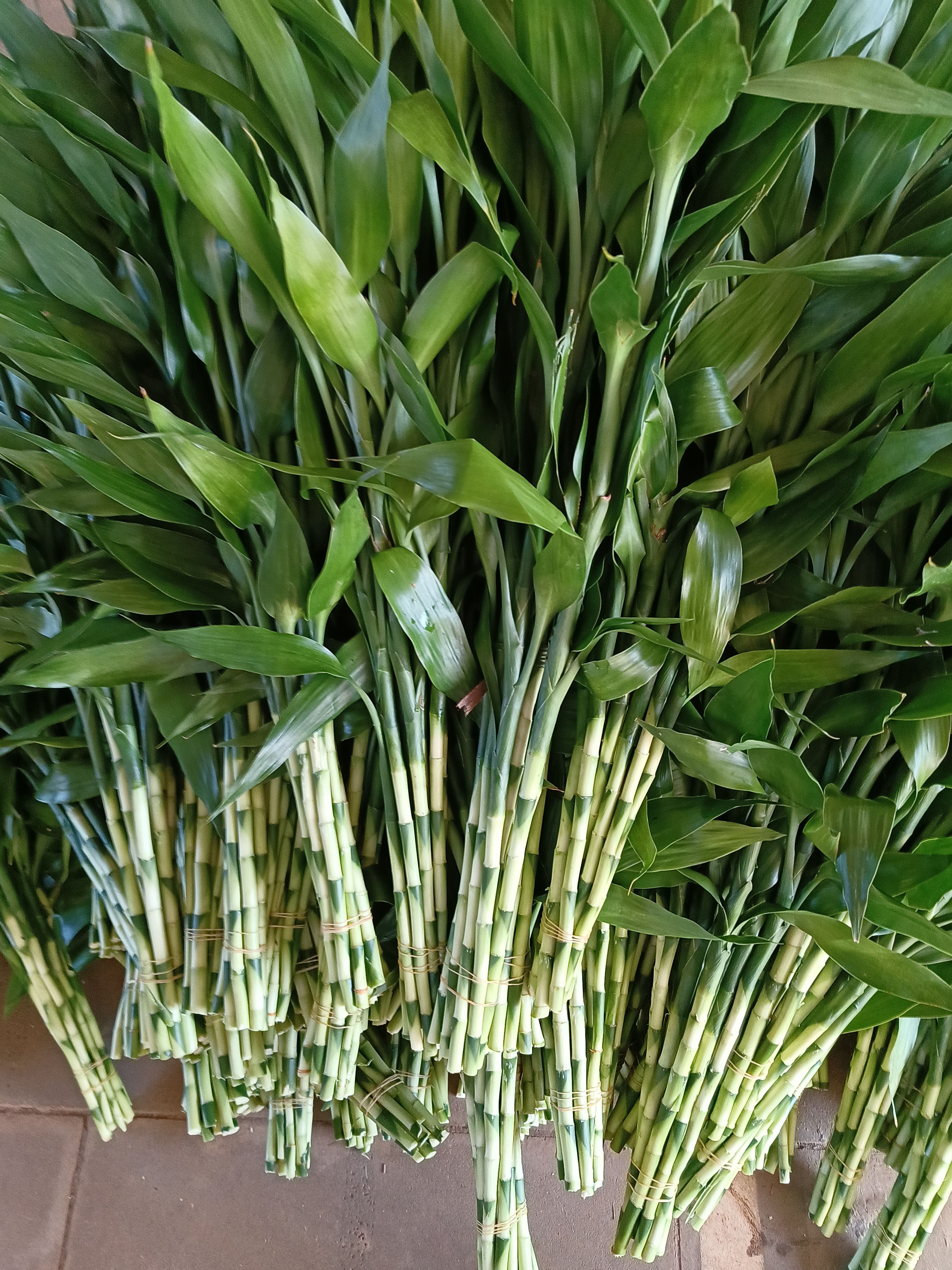 富贵竹，基地直批红竹、莲花竹、百合竹、金边竹、青竹。