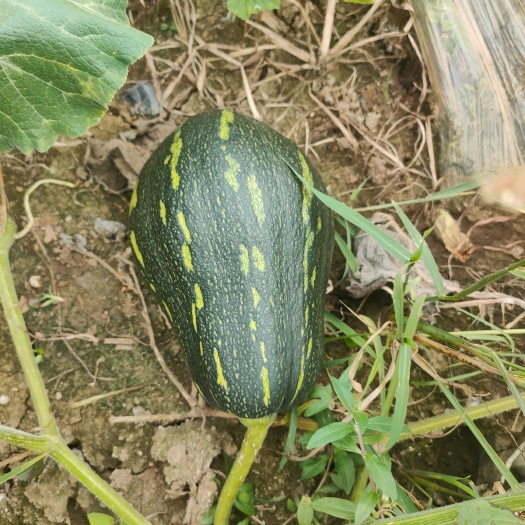 临武县香芋南瓜