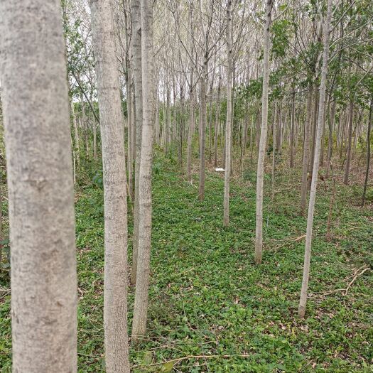 临朐县丛生白蜡  旱柳白蜡低价甩