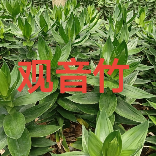 海口观音竹