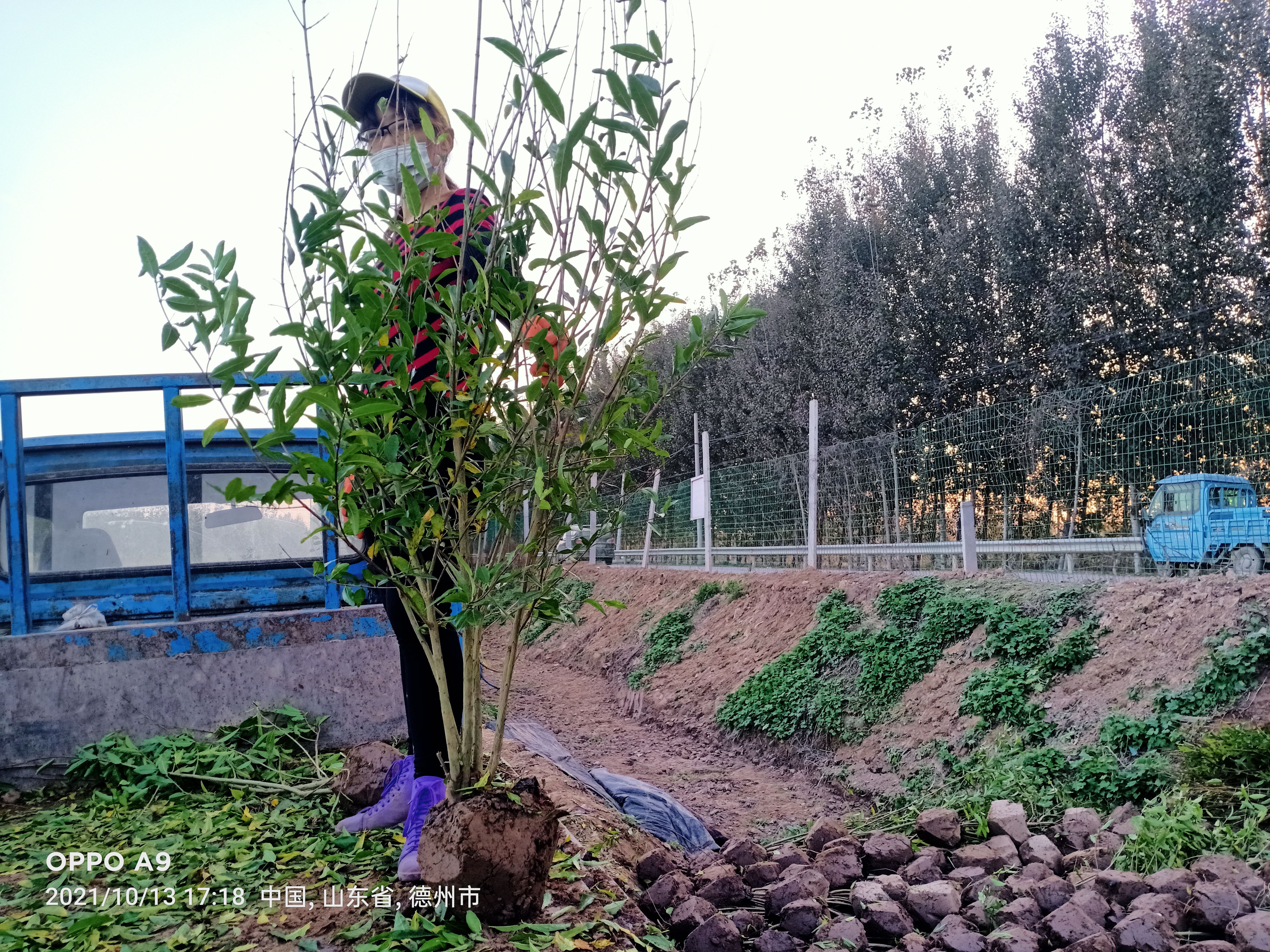 花石榴苗 丛生石榴退林还耕清地处理
