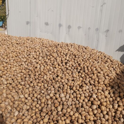 阿克苏市 果阿克苏185纸皮核桃