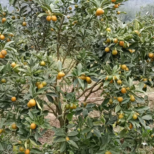 桂林 脆皮金桔新果