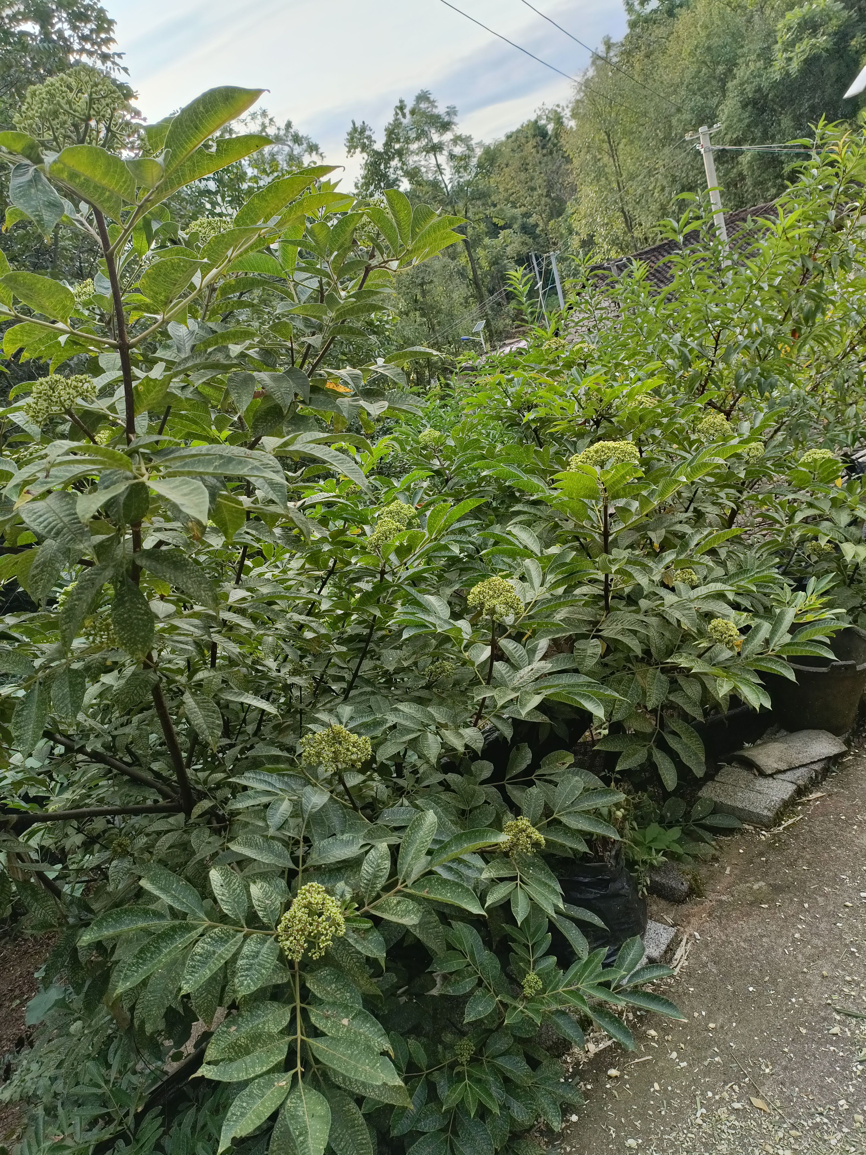 吴茱萸干货 太阳自然晒干 1斤起发货 数量有限先到先