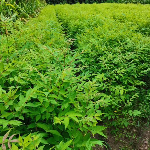 利川市川柏树苗  黄柏   厚皮黄柏苗