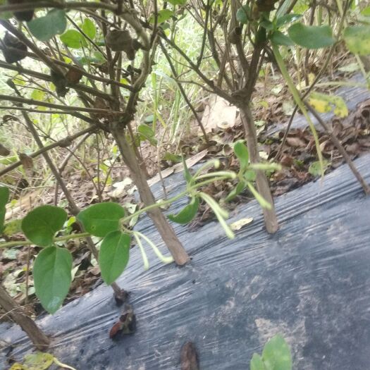 封丘县 供应四季金银花苗