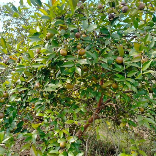 衡东县 湖南山土茶油老树茶籽油农家压榨纯山茶油孕妇月子植物食用油