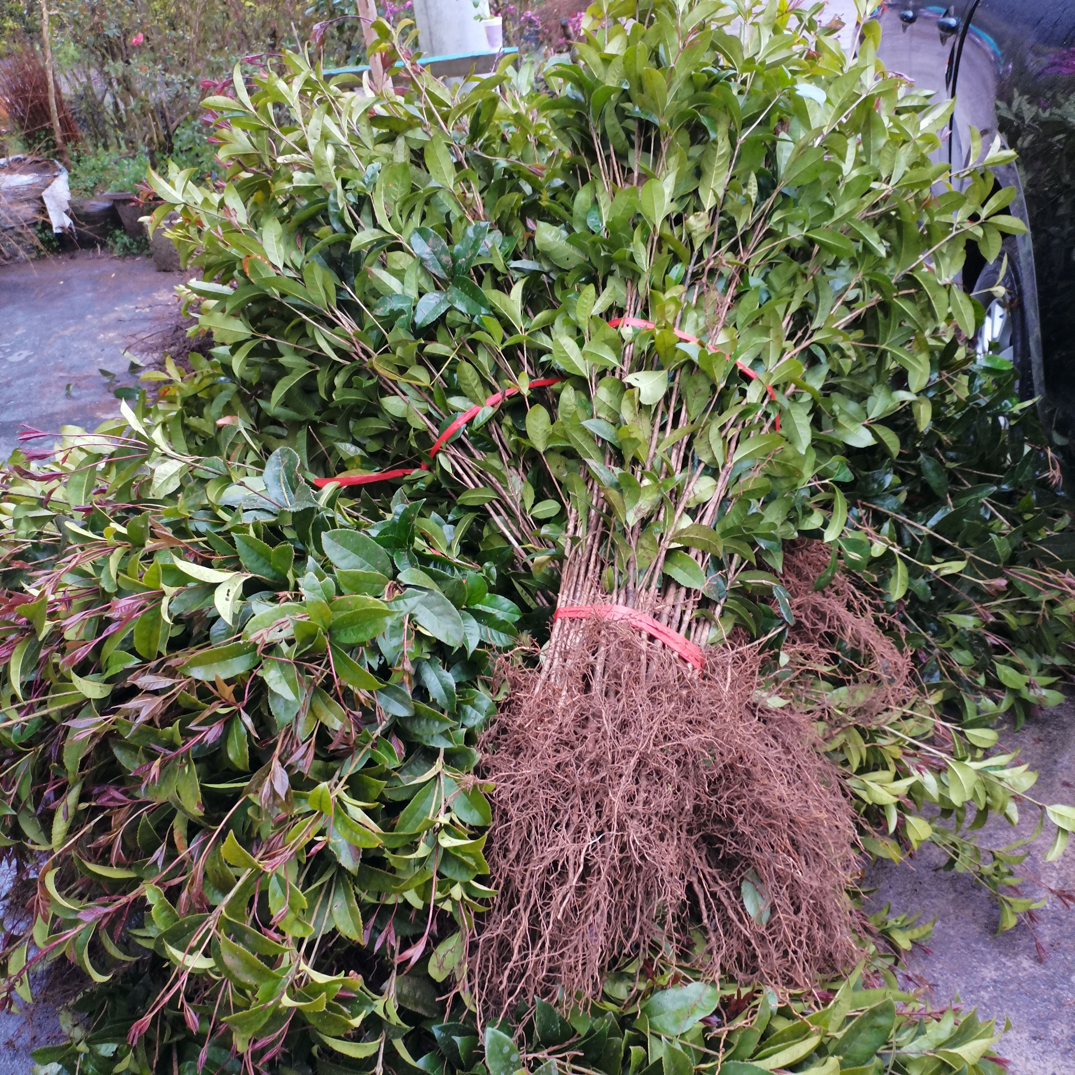 八月桂  桂花，金桂，黄花桂包邮