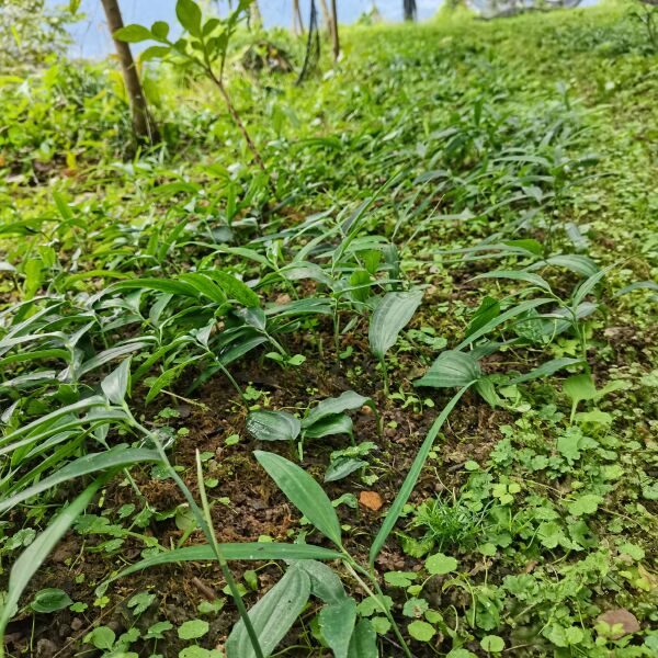 黄精种苗  姜形黄精  湖北恩施本地不倒苗黄精，山上种子繁殖。