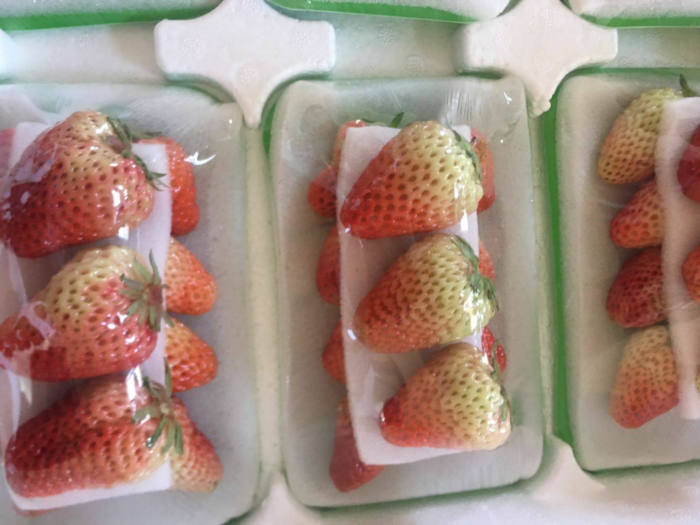 红颜草莓  丹东九九草莓 精品十盒一包装 诚招各大商超 批发