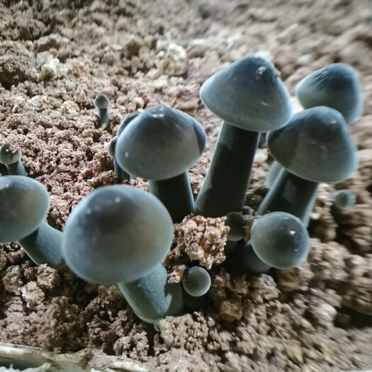 中山市 黑皮鸡枞菌